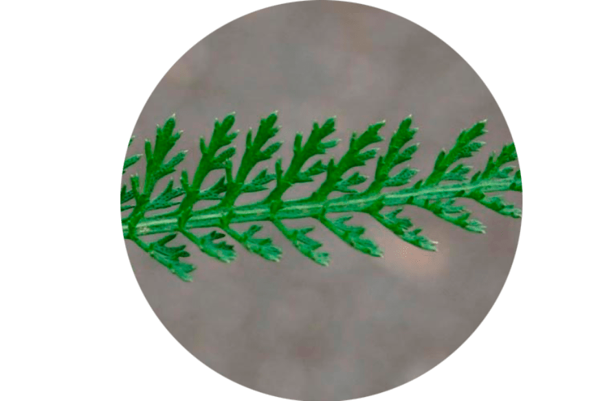 Feuilles d'Achillea Millefolium - Composition Normadex