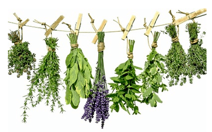 Plantes des parasites