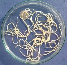 Parasites