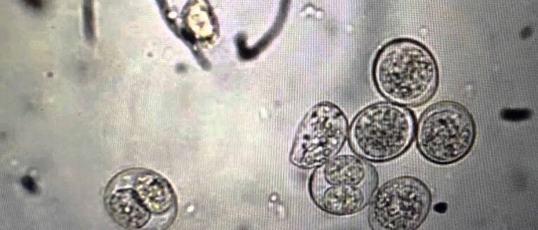Cellules parasitaires protozoaires