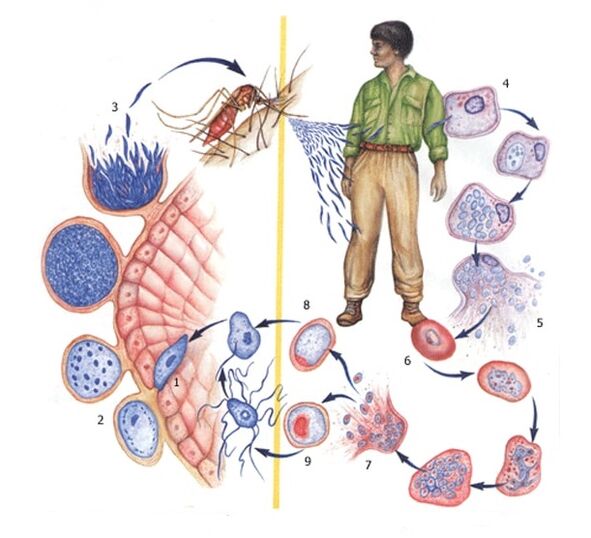 Méthodes de reproduction des parasites protozoaires