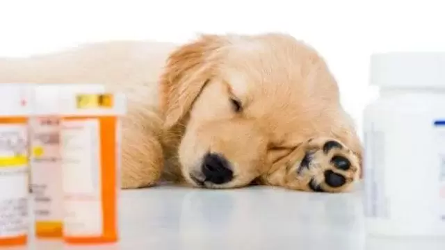Médicaments pour prévenir les vers chez le chien